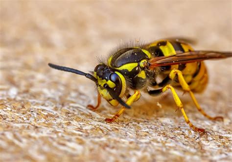 Queen Wasp 101 Physical Appearance Role And Standout Features