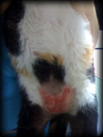 Hers is covered just l. Red Cat Belly Rash | VirtuaVet