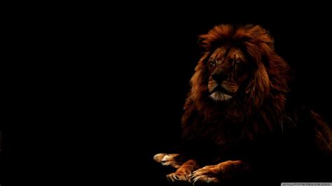 Black Lion HD Wallpaper Images