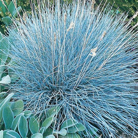 50 Seeds Blue Fescue Ornamental Grass Seeds Beautiful Etsy Canada