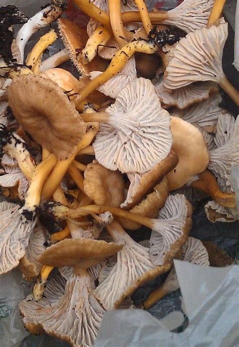 Pingl Sur Mushrooms