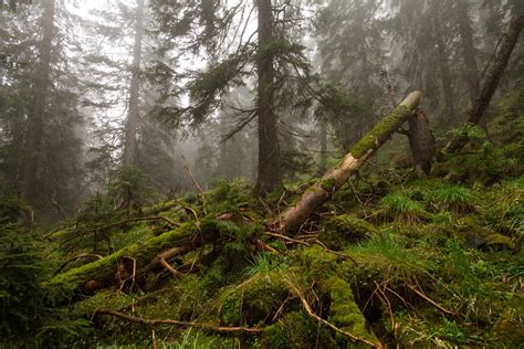 Význam dreva odumretých stromov v lese - OZ Biosféra
