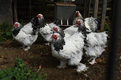Brahma Chicken The Livestock Conservancy