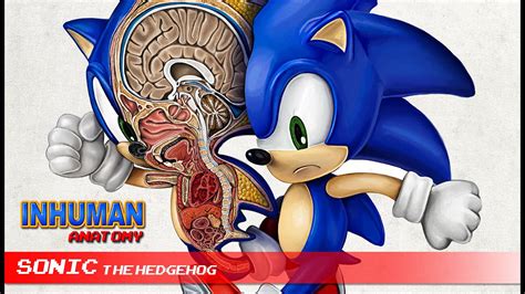 Sonic The Hedgehog Anatomy Time Lapse Video Youtube