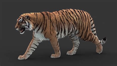 New Tiger 3d Model Walk Youtube