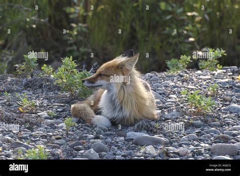 Alaskan Red Fox Basking In The Sun Light Stock Photo Alamy