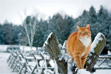 Winter Cat Wallpapers Top Free Winter Cat Backgrounds Wallpaperaccess