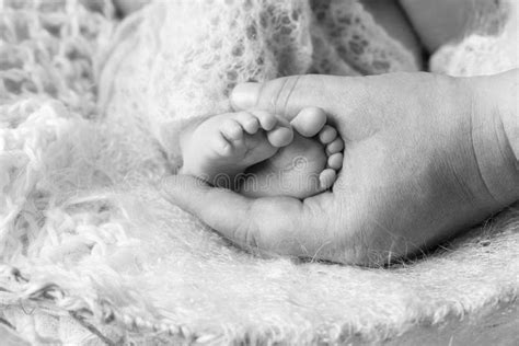 Newborn Baby Feet In Father Hands Father Holding Legs Of The Kid In