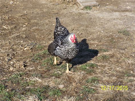 Black Laced Silver Wyandotte Chicken For Sale Cackle Hatchery