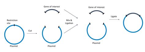 A plasmid is a small, extrachromosomal dna molecule within a cell that is physically separated from chromosomal dna and can replicate independently. Plasmid Preps: Different Purity, Different Quantities ...