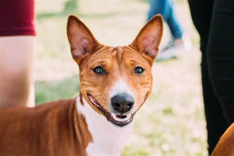 Basenji Dog Dog Breed Complete Guide Wiki Point