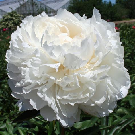 Bowl Of Cream Peony Pflanzen