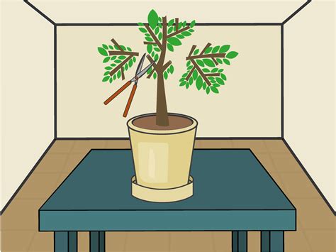 How To Grow Lemon Trees Indoors With Pictures Wikihow