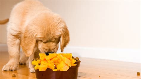 Can Dogs Eat Mango Here Is What You Need To Know Pet Things Drill