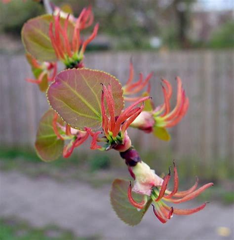 Katsura Tree Katsura Tree Ornamental Trees Blooming Trees