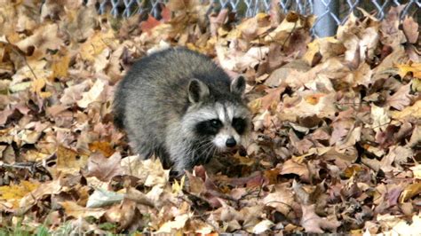 Rabid Raccoon Bites Clarkstown Animal Control Officer