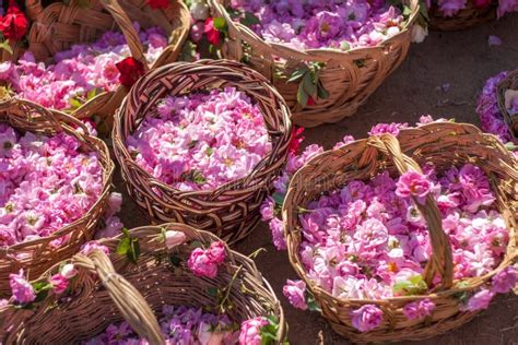 Real Bulgarian Damascena Rose Stock Photo Image Of Harmony Beautiful