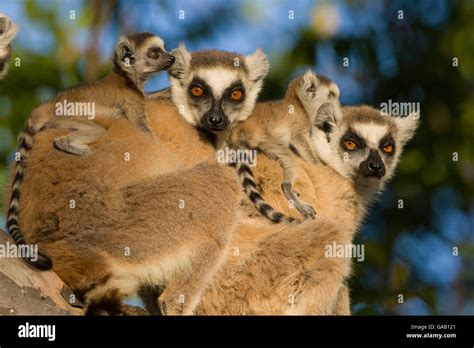 Ring Tailed Lemur Lemur Catta Mothers With Two Week Babies Berenty