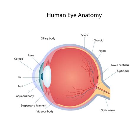 Human Eye Anatomy Vector Free Vector Graphic Download