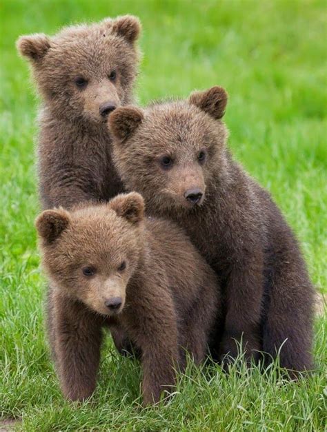 Three Grizzly Bear Cubs At Play Baby Animals Funny