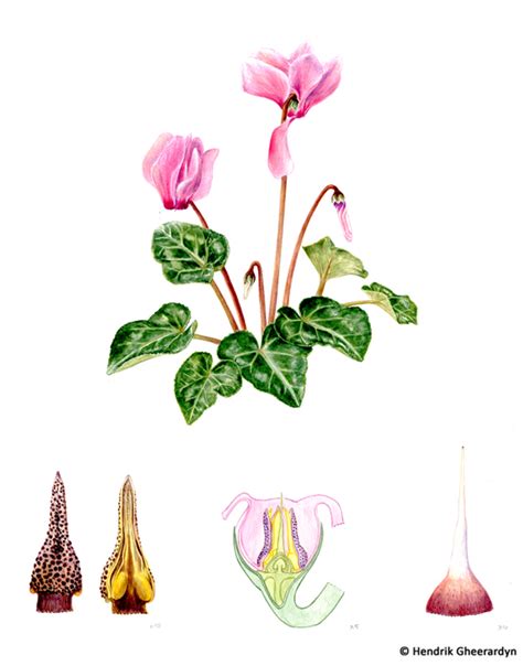 Botanical Illustration Of Cyclamen In Watercolour Behance