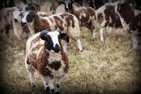 Organic Jacob Sheep Wool Yarns Spring Hills Farm Dalton Pa