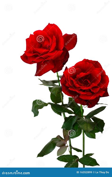 Two Roses Stock Image Image Of Rose Background Anniversary 16352899