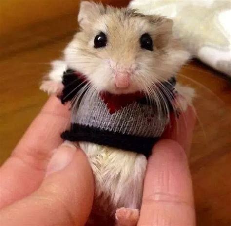 I Want This For My Hamster Lol With Images Cute Hamsters Cute Baby Animals Cute Animals