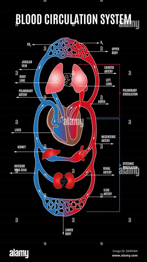 Sistema Circulatorio Humano Diagrama Del Sistema Circulatorio Con Las
