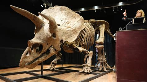 Worlds Biggest Triceratops Sells For 77 Million At Paris Auction Nbc New York