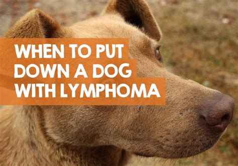 How Is Lymphoma Treated In Dogs