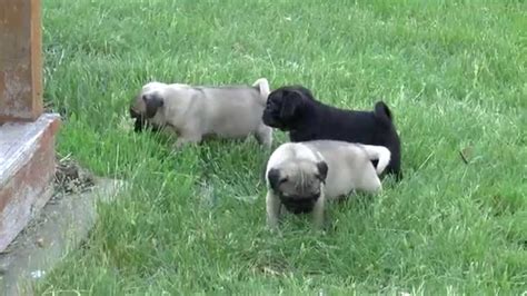 Pug Puppies For Sale Youtube