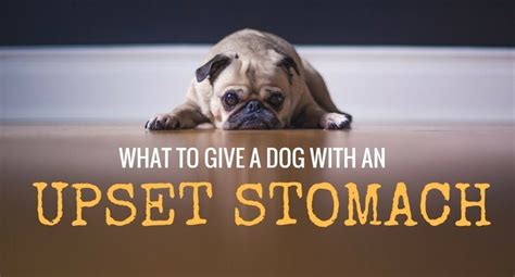 Why does this happen though?why do dogs get sick from switching dog food? What To Give A Dog With An Upset Stomach: Causes & Home ...