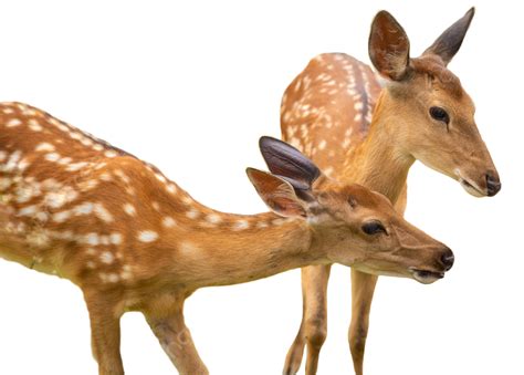 Animal Spotted Deer Animal Plum Blossom Deer Eat Png Transparent