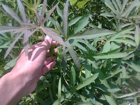 Setiap kali seorang tamu tiba di rumah, merupakan kebiasaan untuk menawarkannya piring ini dengan sebuah daun sirih segar yang baru. Tanaman Ubi Jalar - Tips Petani