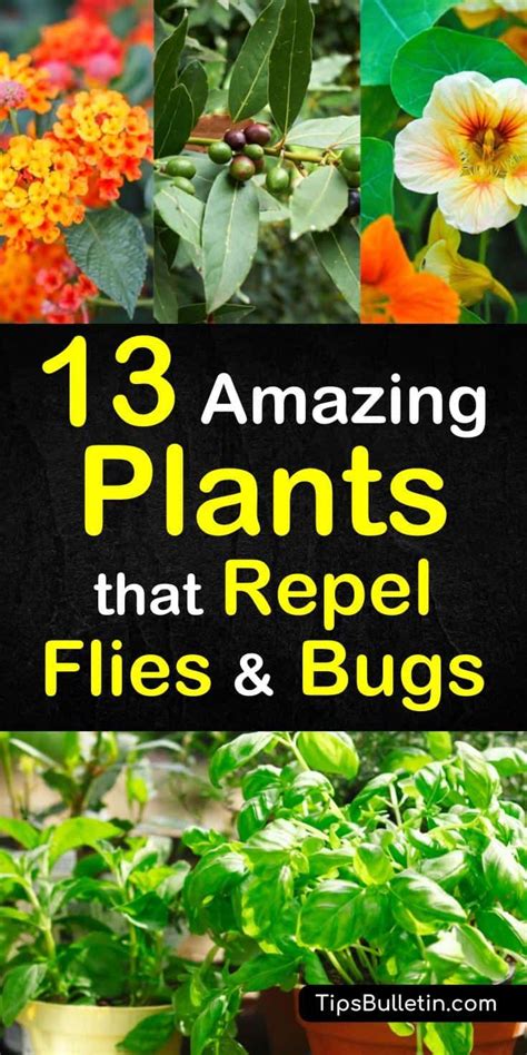 13 Amazing Plants That Repel Flies And Bugs
