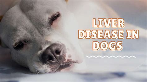 Liver Disease In Dogs Causes Symptoms And Possible Treatments