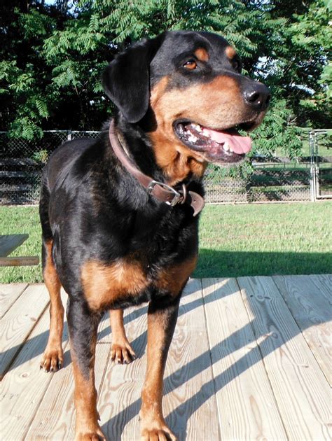 I am asking $600.00 for each puppy. Ruff Living (VA Dog Rescue): Rottweiler help