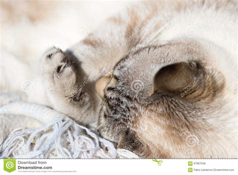 Siamese White Cat Lying With Bent Paws Closeup Stock Photo Image Of
