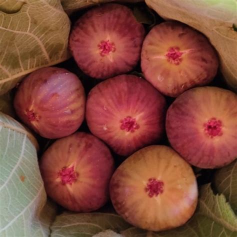Farmizen Fresh Figs Anjeer Fruit Organically Grown Pre Orders