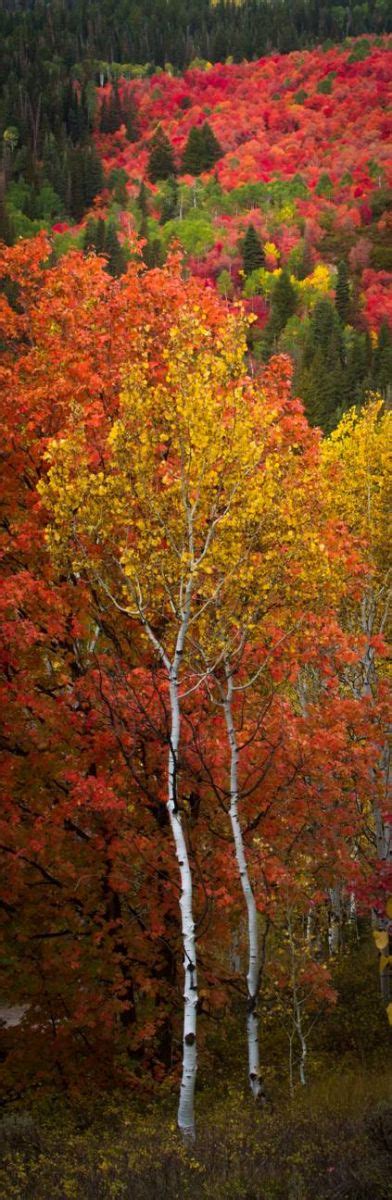 More Utah Fall Colors Clint Losee Photography