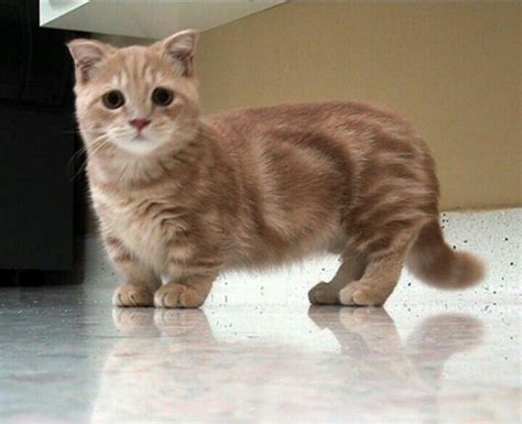 13 Best Images About Munchkin Cats On Pinterest Cats