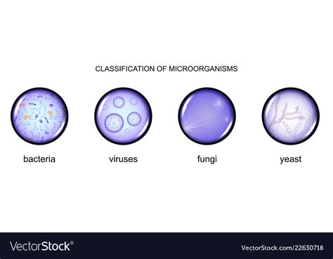 Classification Of Microorganisms Royalty Free Vector Image