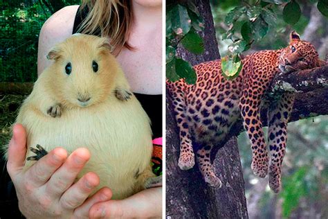 50 Times People Spotted An Adorable Pregnant Animal And Just Had To