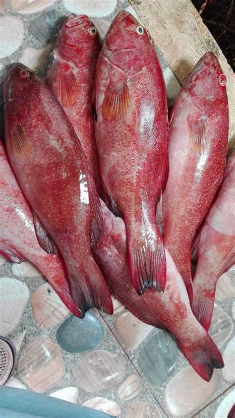 Red Grouper Pinetree Vietnam Co Ltd Seafood Exporter And Supplier