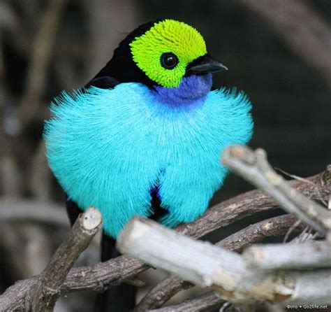 Spectacularly Colored Very Rare Birds So Pets Most