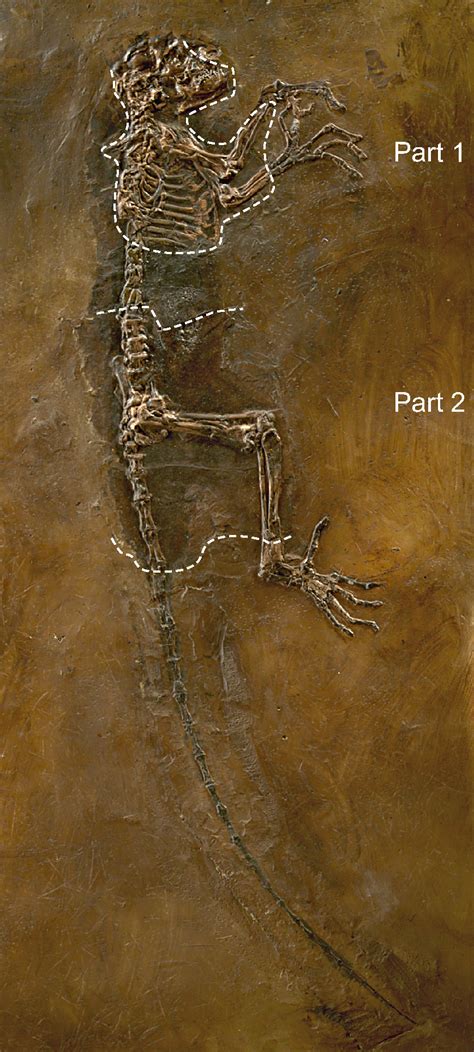 Darwinius Fossil Wiki The Paleontology Wiki