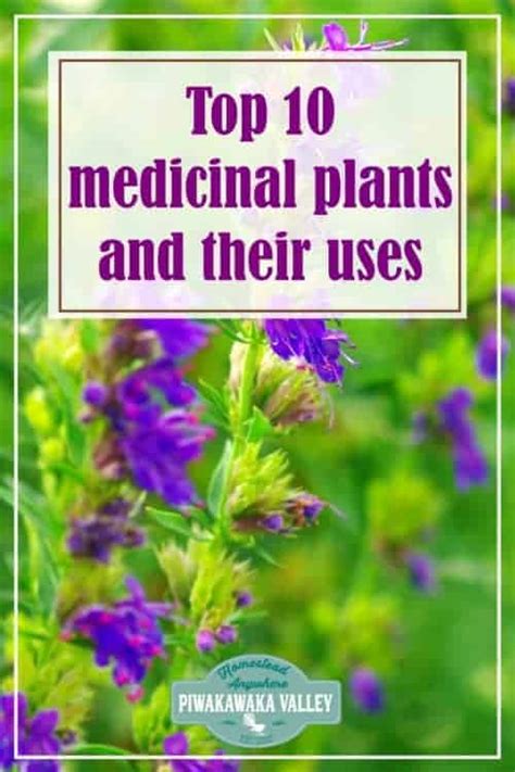 10 Medicinal Plants And Their Uses With Pictures Best Easy To Grow Herbs