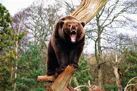 Angry Bear At The Zoo Carl Johan Heickendorf Flickr