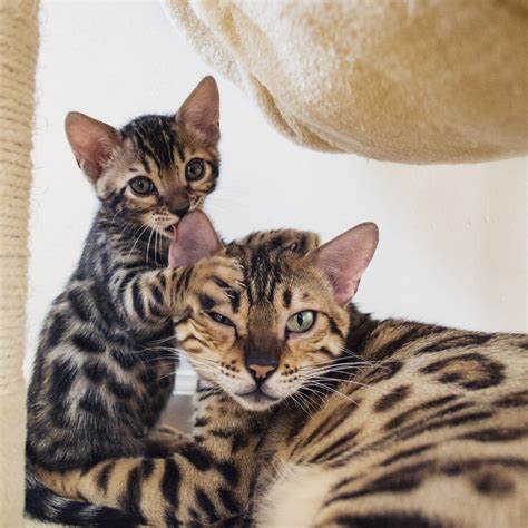 A Bounty Of Bengal Kittens Catster Vlrengbr